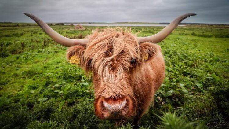 TheNorthCoast,Scotland